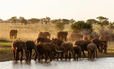 5 DAYS THE SERENGETI & NGORONGORO MID-RANGE SAFARI