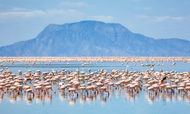 7 DAYS NORTHERN MAJOR PARKS SAFARI