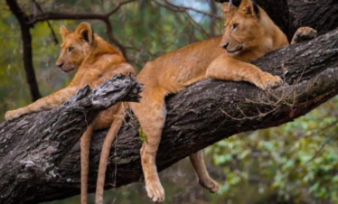 3 DAYS MANYARA & TARANGIRE SAFARI