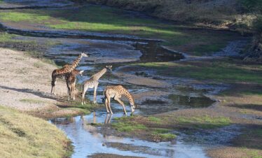 5 DAYS TARANGIRE, NGORONGORO & SERENGETI MID-RANGE SAFARI