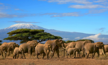 3 DAYS TARANGIRE & NGORONGORO SAFARI