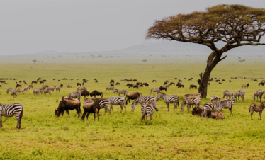 6 DAYS THE GREAT MIGRATION CALVING SAFARI