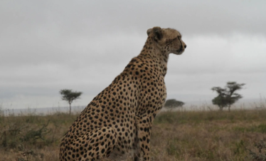 6 DAYS TARANGIRE, NGORONGORO & SERENGETI FLY-OUT SAFARI