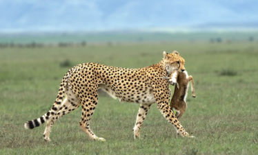  5 DAYS THE SERENGETI & NGORONGORO SAFARI