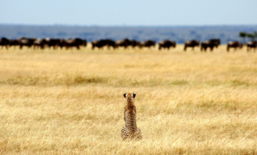  4 DAYS TARANGIRE, LAKE MANYARA & NGORONGORO SAFARI