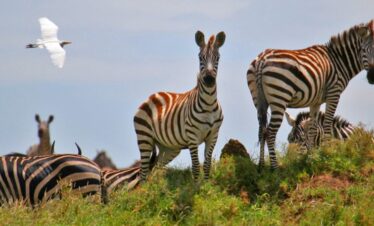 6 DAYS TANZANIA SAFARI ESSENCE LUXURY