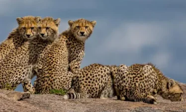 6 DAYS TARANGIRE, NGORONGORO & SERENGETI FLY-OUT LUXURY SAFARI