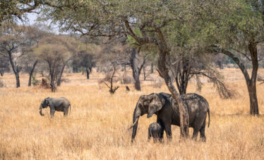 5 DAYS SERENGETI FLY-OUT MID-RANGE SAFARI