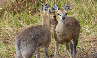 7 DAYS THE NORTHERN CIRCUIT EXTENDED LUXURY SAFARI