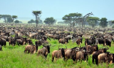  7 DAYS NORTHERN MAJOR PARKS MID-RANGE SAFARI