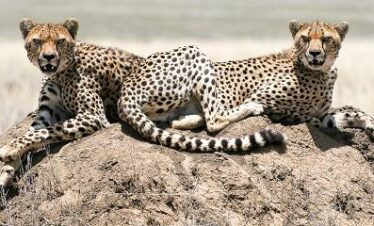 6 DAYS THE GREAT MIGRATION CALVING LUXURY SAFARI