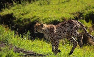 7 DAYS THE NORTHERN MIGRATION FLY-IN LUXURY SAFARI