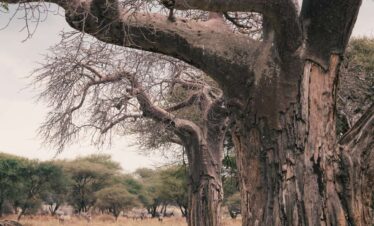 6 DAYS FLY-IN SERENGETI, NGORONGORO & TARANGIRE SAFARI