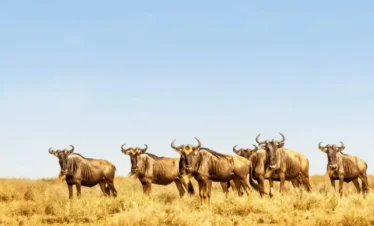 7 DAYS THE CRATER, SERENGETI & CULTURAL MID-RANGE SAFARI