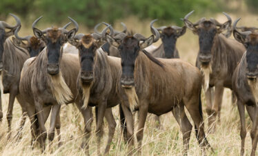 5 DAYS TARANGIRE, NGORONGORO & SERENGETI LUXURY SAFARI