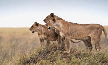 3 DAYS MANYARA & TARANGIRE LUXURY SAFARI