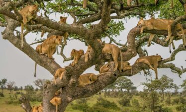 7 DAYS THE NORTHERN CIRCUIT EXTENDED MID-RANGE SAFARI