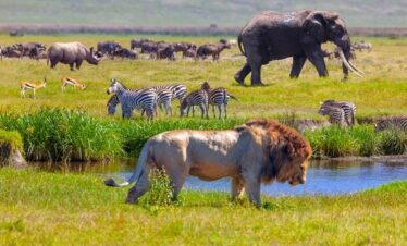 6 DAYS TARANGIRE, NGORONGORO & SERENGETI FLY-OUT SAFARI