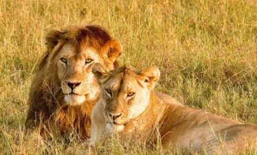 4 DAYS TARANGIRE, LAKE MANYARA & NGORONGORO LUXURY SAFARI