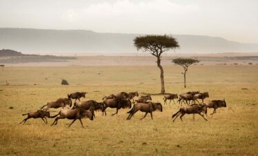  3 DAYS TARANGIRE & NGORONGOROLUXURY SAFARI