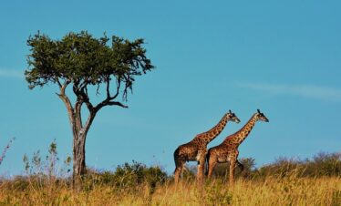  7 DAYS THE NORTHERN MIGRATION FLY-IN MID-RANGE SAFARI